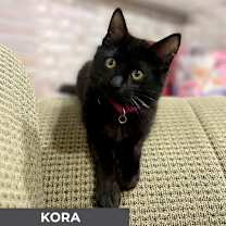 Thumbnail photo of Kora #1