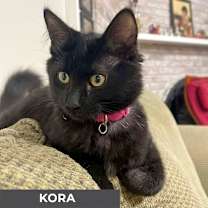 Thumbnail photo of Kora #2
