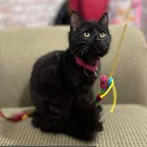 Thumbnail photo of Kora #3