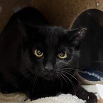 Thumbnail photo of Jameson - Barn Cat #1