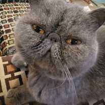 Thumbnail photo of Simon Meowl #1