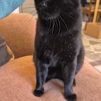 Thumbnail photo of Bendigo #4