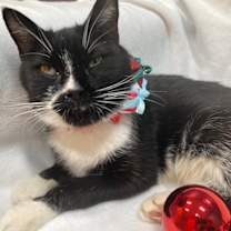 Thumbnail photo of *MEREDITH #1