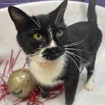 Thumbnail photo of *MEREDITH #2