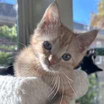 Thumbnail photo of Butterball #1