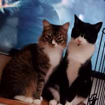 Thumbnail photo of Button #4