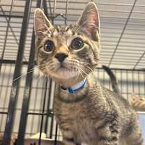 Thumbnail photo of Peanut #1