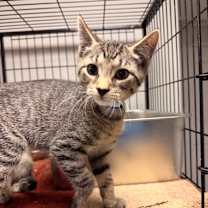 Thumbnail photo of Peanut #2