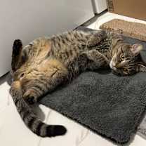 Thumbnail photo of Gausman #1