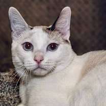 Thumbnail photo of Pearl  #2