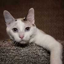 Thumbnail photo of Pearl  #3