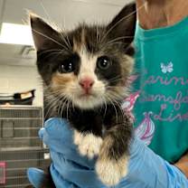 Thumbnail photo of Maddison Hinson-Tolchard #2