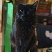 Thumbnail photo of Luna #1