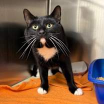 Thumbnail photo of Silvia #3