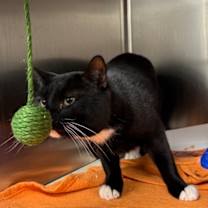 Thumbnail photo of Silvia #4