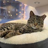 Thumbnail photo of Ringo #4