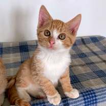 Thumbnail photo of Colby #1