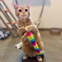 Thumbnail photo of Smarties #2