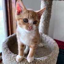 Thumbnail photo of Colby #3