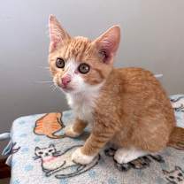 Thumbnail photo of Colby #4