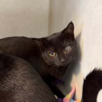 Thumbnail photo of Polina @ PetSmart Azalea Square  #3