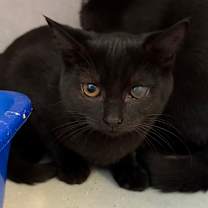 Thumbnail photo of Polina @ PetSmart Azalea Square  #4