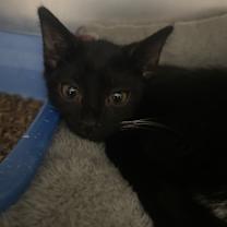 Thumbnail photo of Heatmiser #2