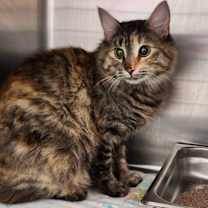 Thumbnail photo of Bear #1