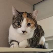 Thumbnail photo of Dottie #2