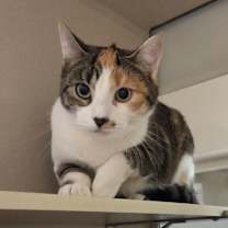 Thumbnail photo of Dottie #3