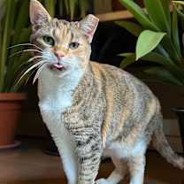 Thumbnail photo of Tootsie #1