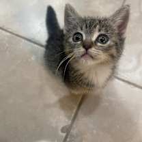 Thumbnail photo of Boots #1