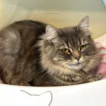 Thumbnail photo of Rumi #4