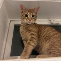 Thumbnail photo of Baritone #1