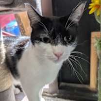 Thumbnail photo of Articuno #1