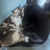 Thumbnail photo of Nessie #2