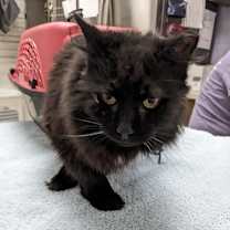 Thumbnail photo of Blair #2