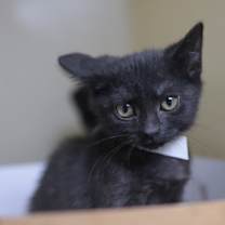 Thumbnail photo of 89103a Pika #2