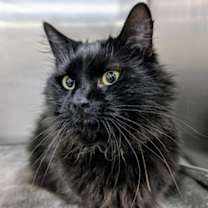 Thumbnail photo of *STELLA #2