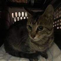 Thumbnail photo of Finn #2