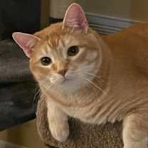 Thumbnail photo of Scrappy #3