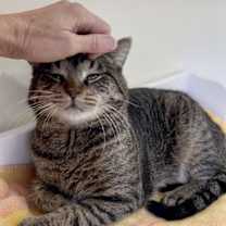 Thumbnail photo of Hector (FCID# 11/10/2025 - 25 Trainer) #4