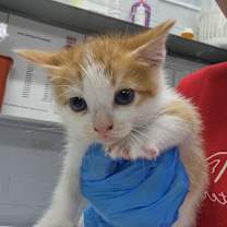 Thumbnail photo of Stryder @ PetSmart on Dorchester Road #2