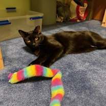 Thumbnail photo of Waylon #4