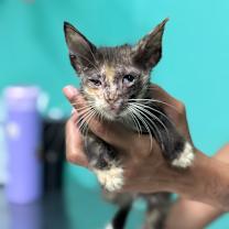 Thumbnail photo of Patri #2