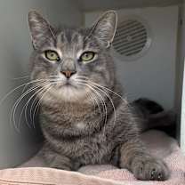 Thumbnail photo of Toddy #1