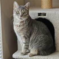 Thumbnail photo of Alma #1