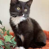 Thumbnail photo of Figaro #1