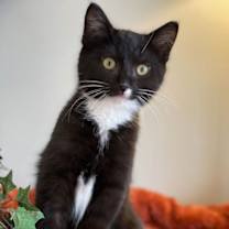 Thumbnail photo of Figaro #2