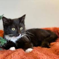 Thumbnail photo of Figaro #3